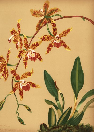 Tanzende Dame-Orchidee, Oncidium spectatissimum (Odontoglossum triumphans) von Unknown